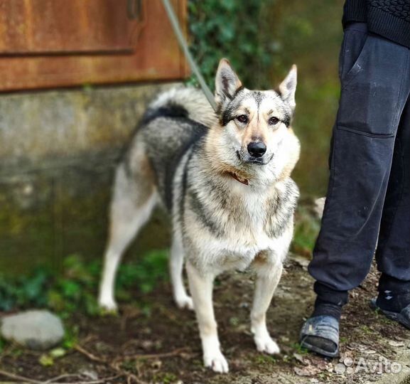 Собака в добрые руки отдам бесплатно