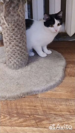 Кошка