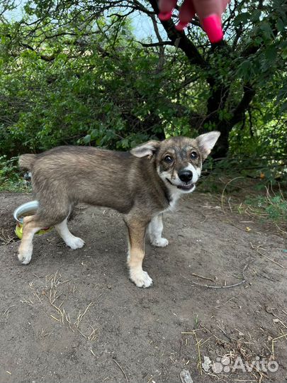 Отдам даром щенка
