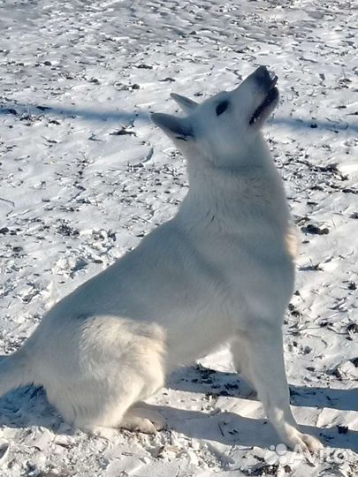 Белая Швейцарская овчарка (вязка)