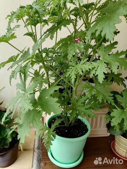 Бегония декоративно лиственная