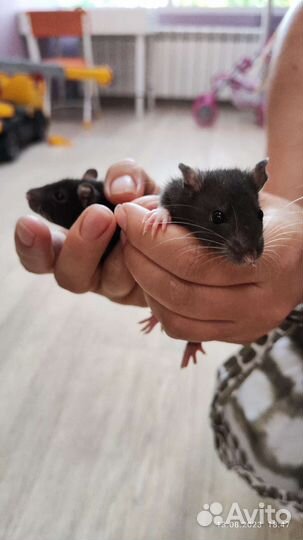 Крысята