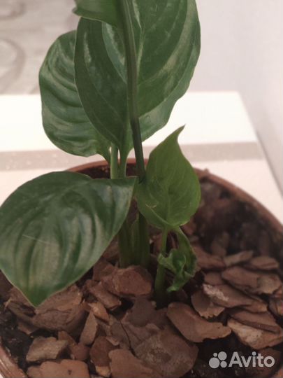 Спатифиллум (Женское Счастье)