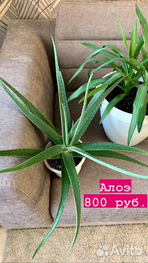 Алоэ, гузмания, юкка, кроссандра, глоксиния