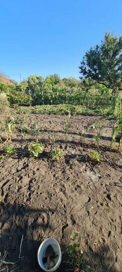 Участок 6 сот. (СНТ, ДНП)