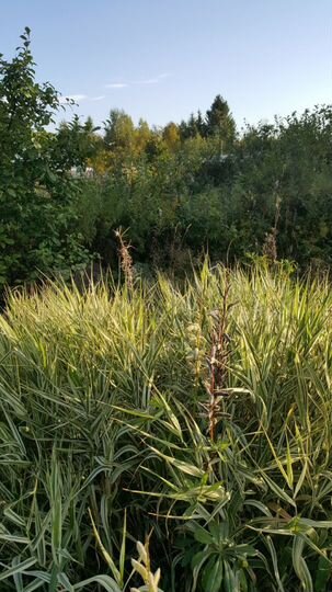 Участок 10 сот. (СНТ, ДНП)