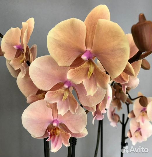 Орхидея фаленопсис Осенний ветер биг лип