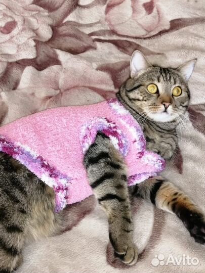 Одежда для собак и кошек