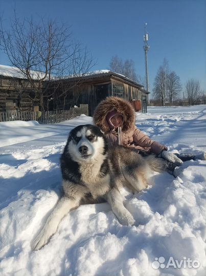 Аляскинский маламут