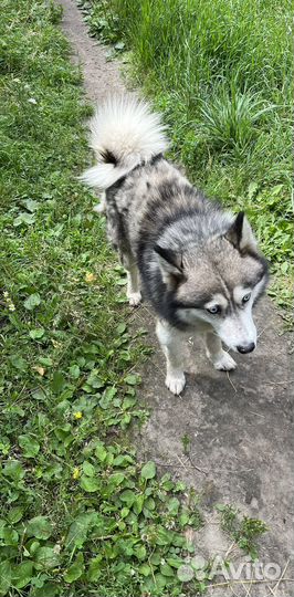 Щенок хаски