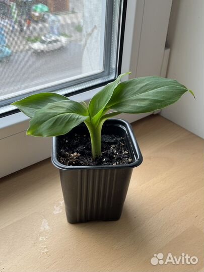 Комнатный банан киевский карлик