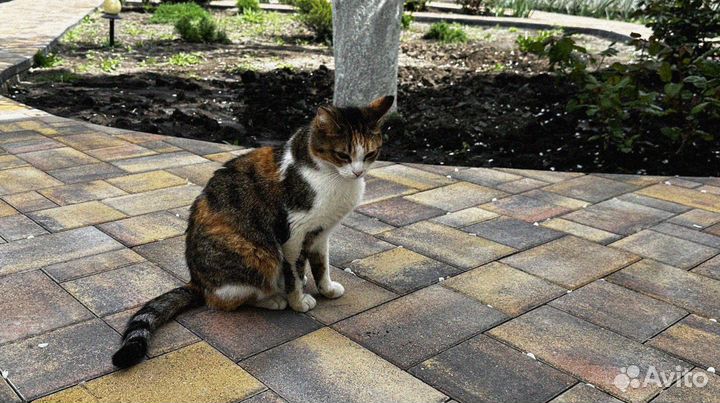 Тротуарная плитка Прогресс