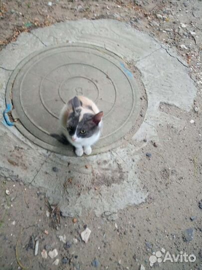 Кошка ищем передержку или добрые ручки