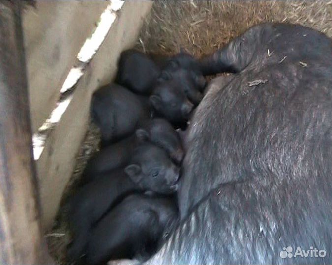 Вьетнамские вислобрюхие поросята в Новгородской об