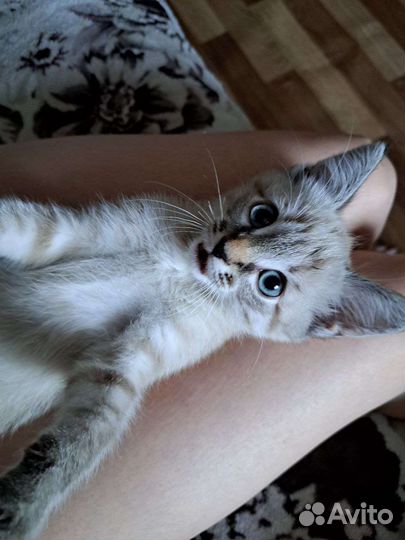 Кошка Ася