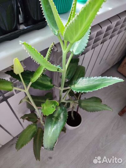 Каланхоэ Дегремона