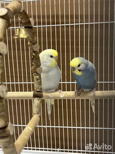 Попугай волнистые радужные