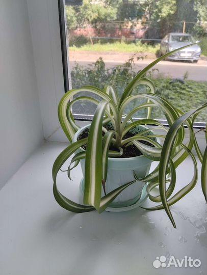 Хлорофитум кудрявый