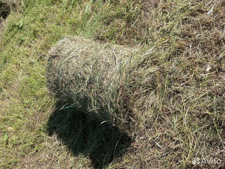 Сено в минирулонах