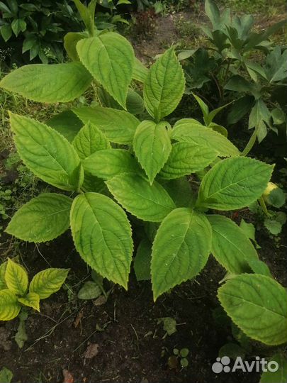 Кустики розовой гортении крупнолистной