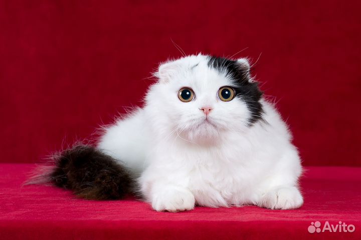 Шотландский котенок. Мальчик