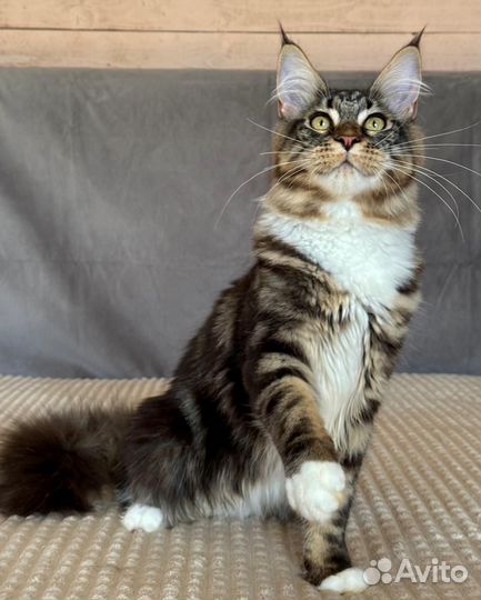 Котята шоу класс WCF