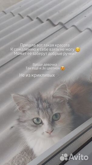Кошка 3х цветная