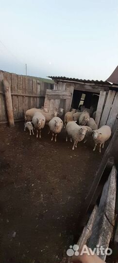 Овцы бараны