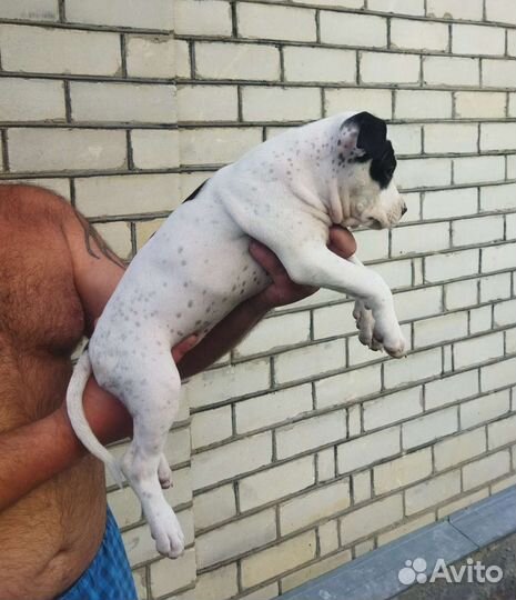 Щенки питбуля