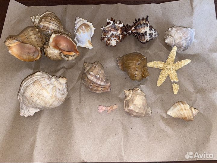 Ракушки и камешки для поделок