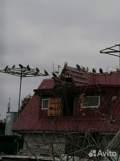 Продажа голубей