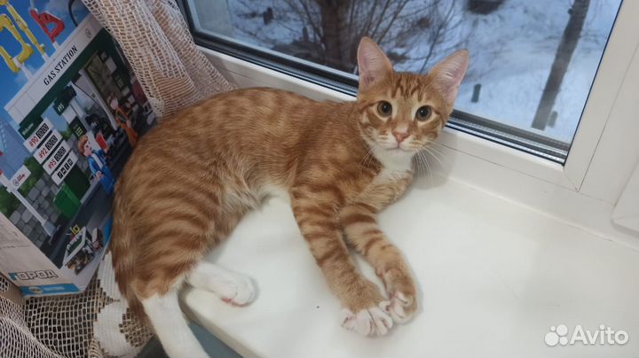 Котенок в добрые руки