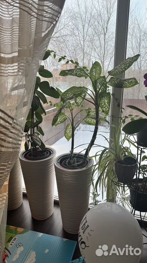 Живые цветы в горшках большие