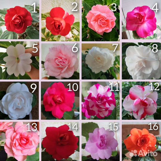 Бальзамины 30+ сортов