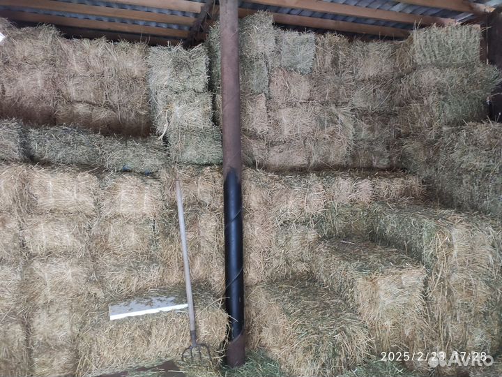 Сено люцерны в тюках