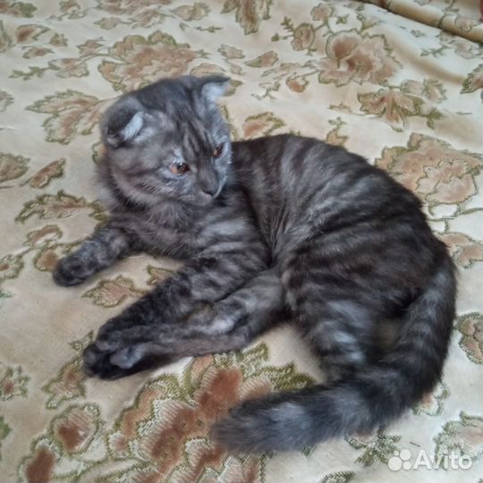 Шотландская вислоухая кошка