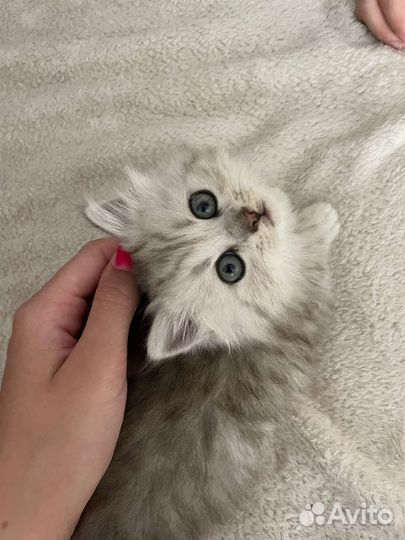 Шотландская кошка