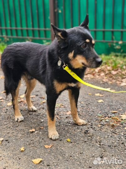 Собака компаньон