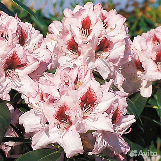 Рододендрон гибридный Графитто