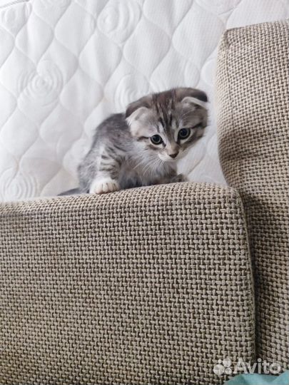 Вислоухий котенок