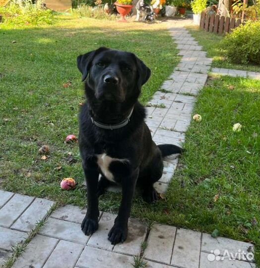 Собака Молли