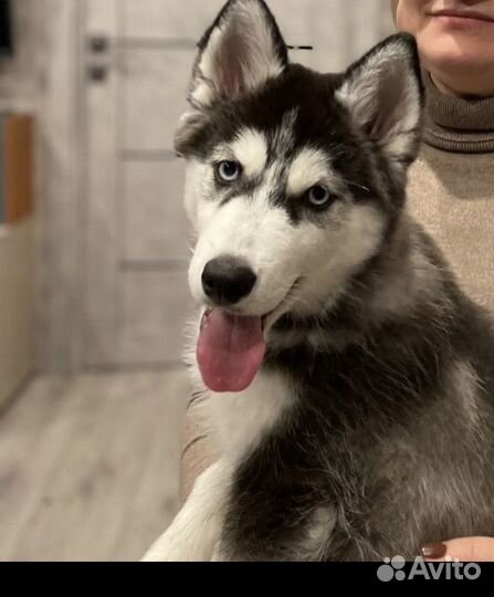 Сибирский хаски