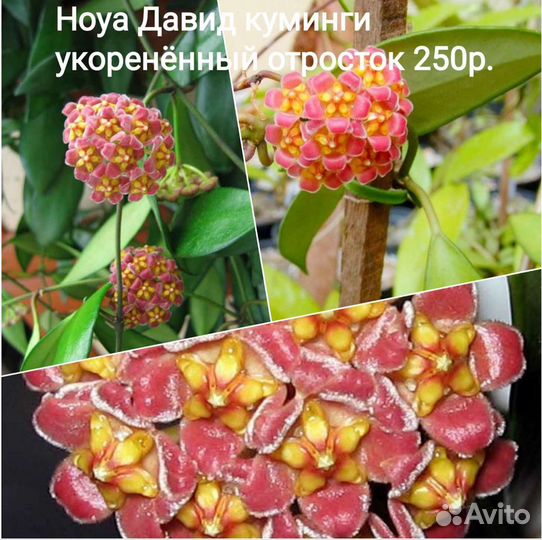 Комнатные растения