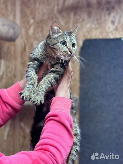 Кошечка Сия ждет своего человека