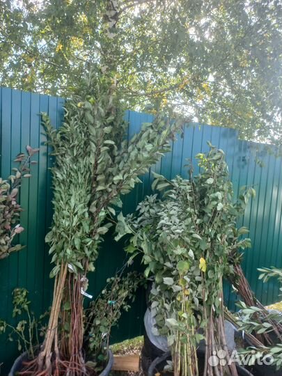 Плодовые деревья и саженцы