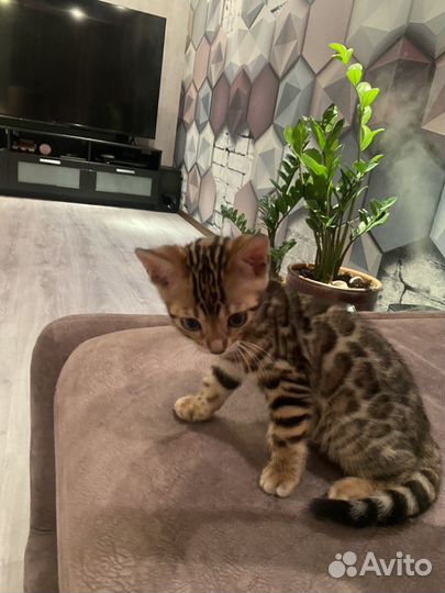 Бенгальский котик