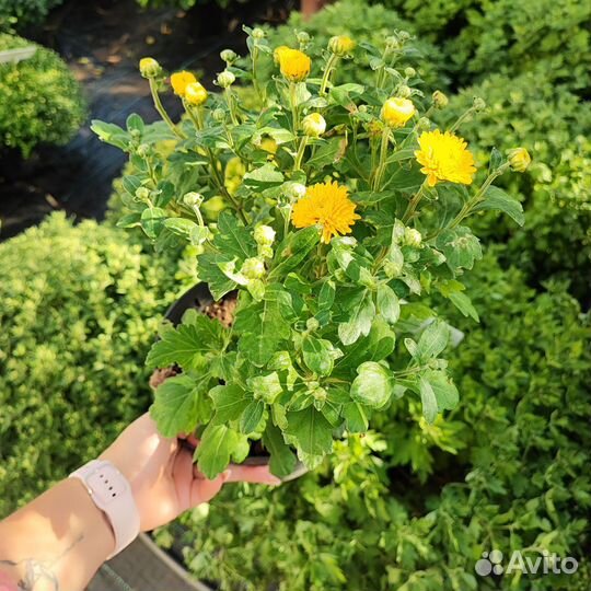 Хризантема шаровидная в горшке