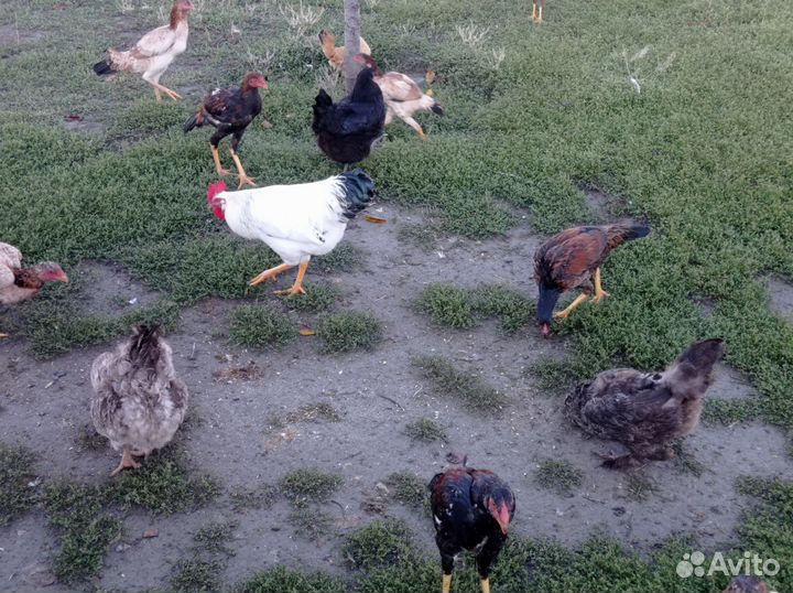 Куры петухи
