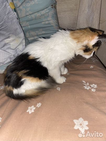 Кошка в дар