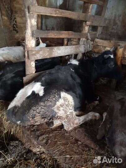 Продам телок